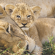 A lion cub at Kenya’s Maasai Mara National Reserve.